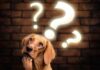 Trivia Q: What car was the first to make the V8 engine affordable for the masses? A curious dog with question marks above its head against a brick wall