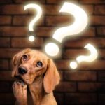 A curious dog with question marks above its head against a brick wall