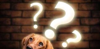 A curious dog with question marks above its head against a brick wall