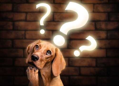 A curious dog with question marks above its head against a brick wall